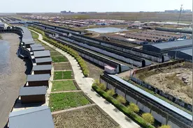 河北曹妃甸：盐碱滩上樱桃红图片