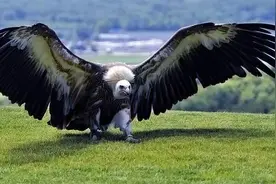 地球上会飞的最大鸟类：阿根廷巨鹰，比人还重是如何飞起来的？图片