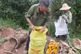 公公来我家图片