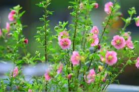 100种美丽花卉图谱，收藏起来慢慢看，从此识花不求人（二）图片