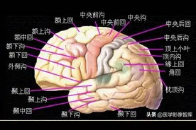 明明白白说“颞叶”​的解剖、供血、MRI​影像图片