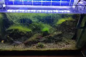 罗汉鱼落伍了，龙鱼、鹦鹉鱼都是大众鱼，养什么鱼才不算落伍呢？图片