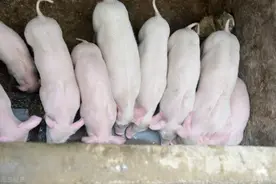 还不赶快囤猪肉？一份文件下发，猪肉即将涨价，附：7月11日猪价图片