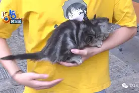 小猫查出有猫癣，对话涉及“零容忍”？图片