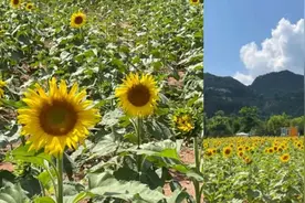 秦皇岛市向日葵花海图片