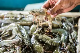 云南也检出！3批次进口冻虾外包装检出新冠病毒！昆明市面上还有吗？图片