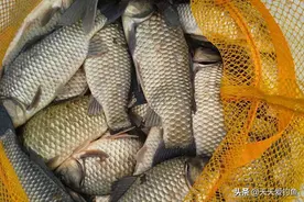 朝天钩的绑法和调漂技巧，春季野钓大板鲫，效果不要太好图片