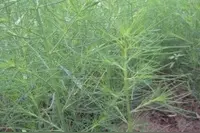 农村随处可见的野菜，你吃过几种？图片