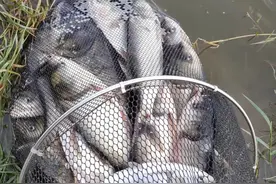 库钓鲢鳙进阶版：用上这种小配件，鱼获可以翻2倍图片