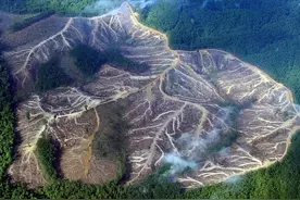 地球主肺或被切掉！科学家预言：2064年亚马逊雨林将彻底崩溃图片