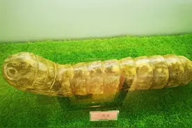 河南南阳山区惊现蚕图腾图片