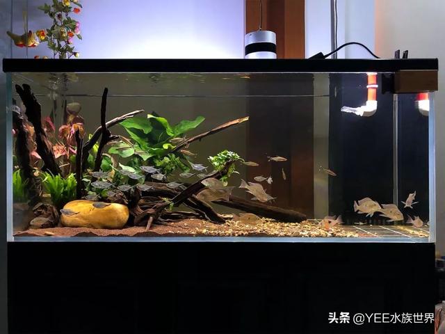 给底滤鱼缸做干湿分离，理论合理，效果惹争议