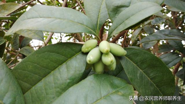 桂花树结果真是少见，桂花果泡酒有妙用，值得一看