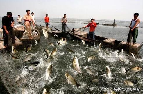 作物生长调节剂，氨基酸竟然这么重要！（二）