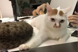 猫咪少吃猫粮多吃肉才更健康，教你如何正确搭配猫咪食物｜辟谣图片