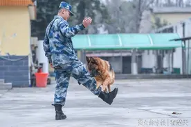 能空降的“神犬奇兵”！强化训练克服天生恐高心理，“订做”专用背带保证空中稳定性图片