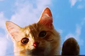 【超萌的一组头像】图片