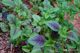 给苋菜和萝卜追肥，尽量不要用这两类肥料，生长不好还不好吃图片