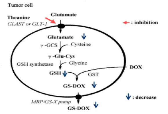 茶叶中的茶氨酸是什么，它的保健功效：抗血压、抗肿瘤、缓解抑郁症、增强记忆力
