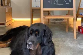 巨犬在店，不怕可进！虽然狗狗在打瞌睡，但没人敢进门图片