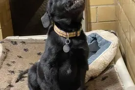 可爱的“微笑狗”，每天拼命露齿微笑，只为拥有一个温暖的新家图片