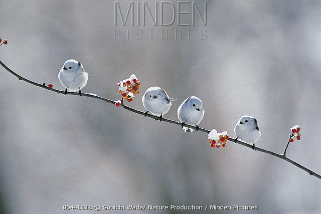 海底最奇特的共生关系，隐鱼为什么喜欢往海参的后面钻？