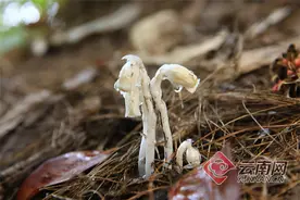 几十年发一茬？“幽灵之花”水晶兰惊现云南！为何专家说不能碰？图片