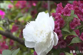 太原漪汾公园芍药花开惹人醉，快约上小伙伴一起去赏花图片