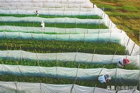 海南周刊丨“海”中取粮图片
