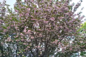 初中语文考试易错拼音300个，出现在中考卷上的几率很大图片