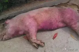 猪无名高热病经验详谈---寻找简单有效的方案「20年养殖户分享」图片