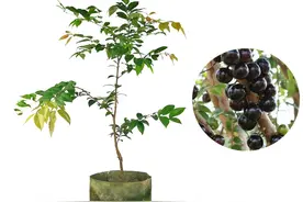 嘉宝果在引种表现及其高效栽培关键技术图片