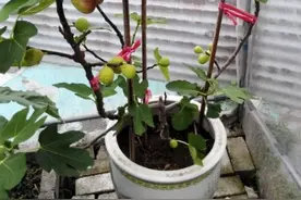 开春养无花果，做到“2点”，肯定挂满果，个个大又甜，吃到撑图片