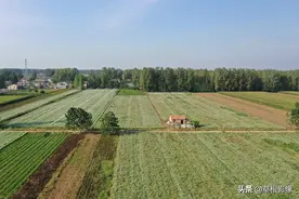 大叔种90亩韭菜，最多一天收入5万多：拒绝出售韭菜花图片