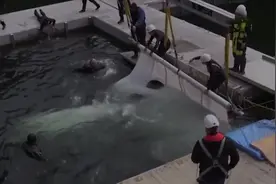 白鲸结束9年圈养生涯 放归全球首个自然保护区