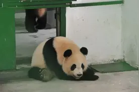 无锡动物园大熊猫回四川“探亲”，等你回来图片