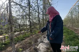 【决战决胜脱贫攻坚看庆阳】宁县：富民产业兴 脱贫有后劲图片