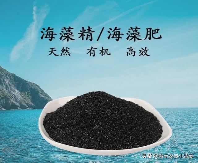 鑵愭閰搞€佹皑鍩洪吀銆佹捣钘婚吀銆侀奔铔嬬櫧锛岄兘鏄暐鑲ユ枡锛熼兘鏈夊暐浣滅敤锛? onerror=