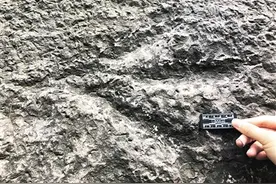 歌乐山或许发现了中国龙 侏罗纪早期最强食肉恐龙图片