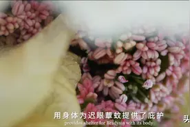 震撼来袭！COP15云南宣传片正式发布！图片
