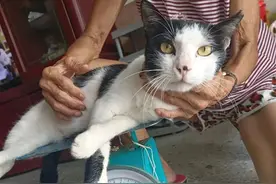 可爱的猫咪遇上了可爱的爷爷奶奶，真的太幸福啦图片