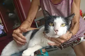 可爱的猫咪遇上了可爱的爷爷奶奶，真的太幸福啦图片