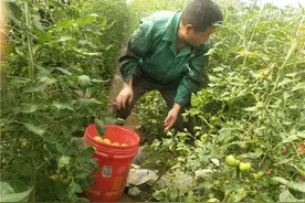 方城蔬菜染新绿 固始金融“及时雨”图片