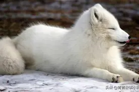 丈夫外出天黑未归，妻子梦见丈夫对她说：我俩来世再做夫妻吧图片