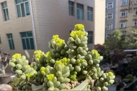 金边瑞香易黄叶，叶子边缘打蔫，喂点“小颗粒”，不黄叶开花多图片
