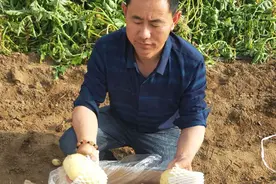 “土豆大王”余功成：货源有，愁的是人力图片
