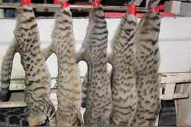 美国野猫成灾，中国流浪猫“失控”，一年吃掉120亿只动物？图片