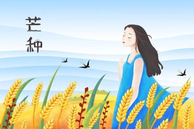 夜来南风起，小麦覆陇黄——传统24节气之芒种