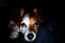 夜晚的时候，狗狗会突然对着空气狂吠，真的能看到不干净的东西？图片