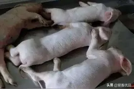 猪伪狂犬最佳治疗方案，记住这几个好办法，以后也能用上图片